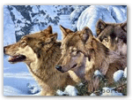 vukovi_snig
