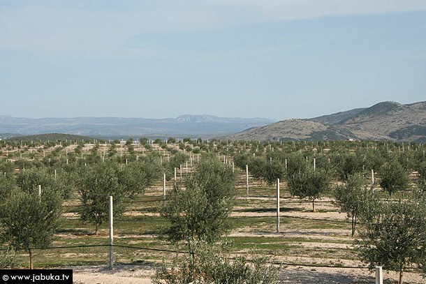 ulje